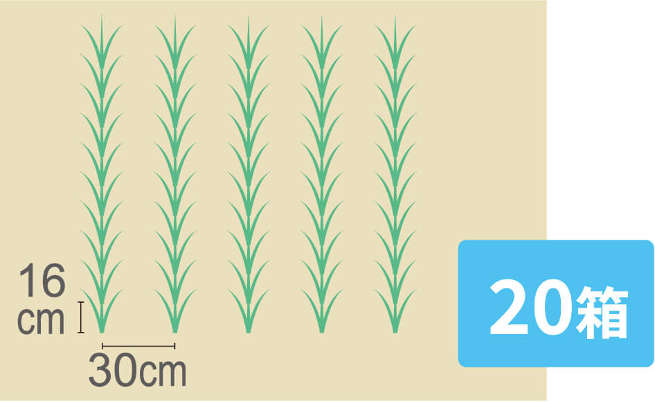 慣行栽培［70株/坪］
