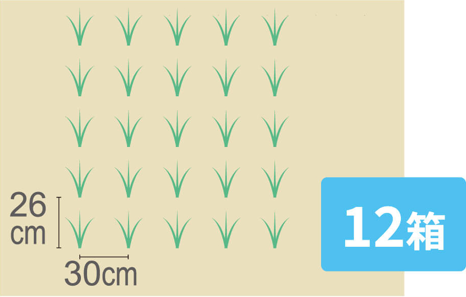 疎値栽培［42株/坪］