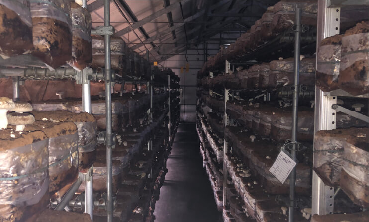 しいたけ栽培施設